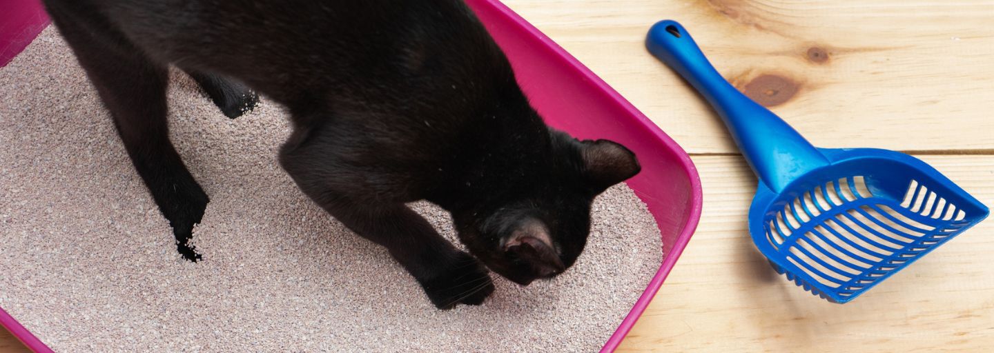 Cat in the litter box scratching the litter