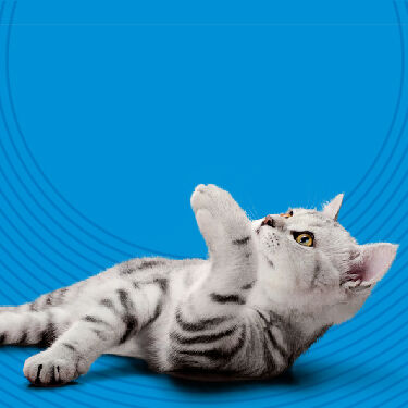 Total Care - cat playing