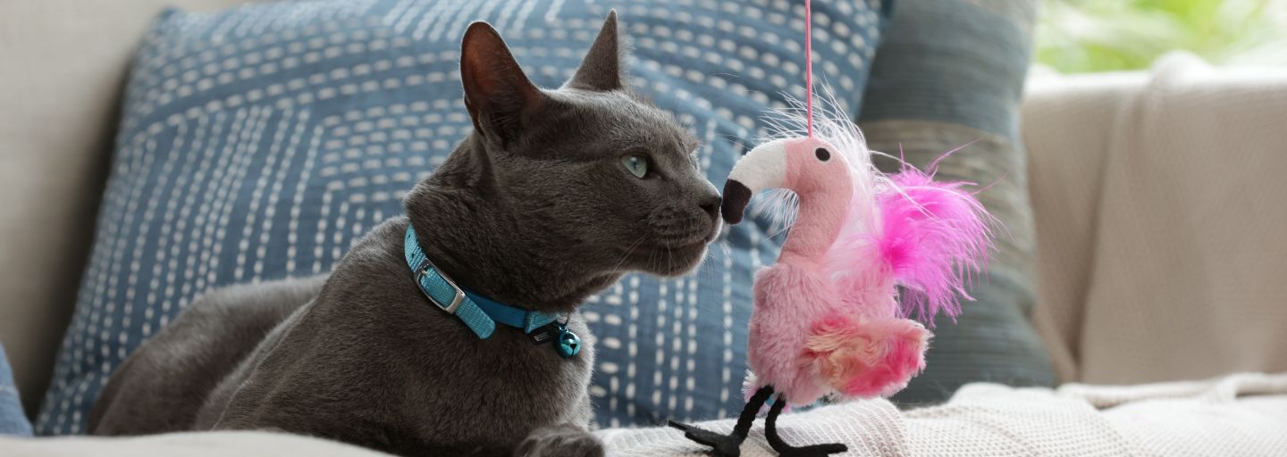 Cat laying on the couch and playing with a pink flamingo toy.