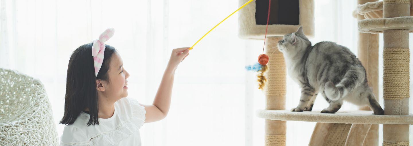 Owner playing with their cat with a dangling toy 
