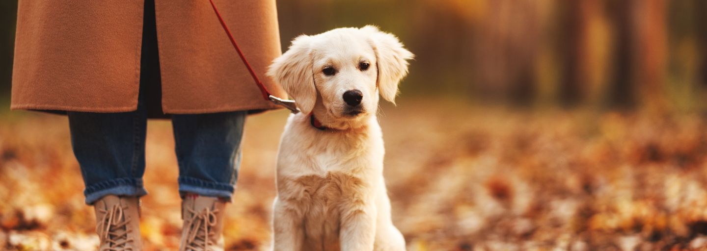 woman walking with golden retriever puppy on leash in Autumn. 