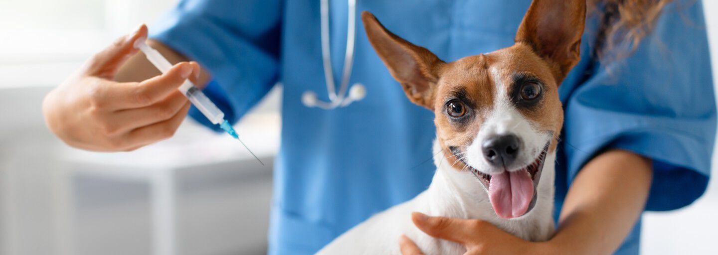 dog smiling at vet holding an injection needle