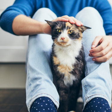 Cat being patted by its owner.