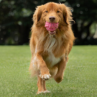 Total Care - dog with ball in mouth and running