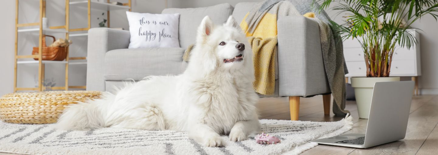 Happy Dog sitting on rug inside of apartment