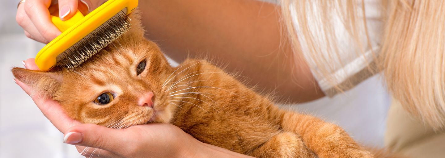 Ginger cat having it's coat brushed by it's owner