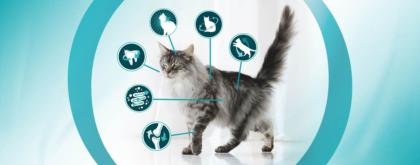 Purina One 6 signs of health icon