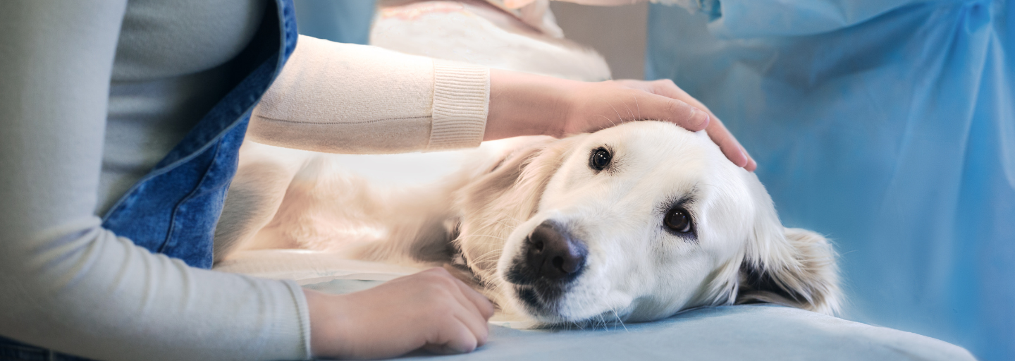 Cushing's Disease in Dogs