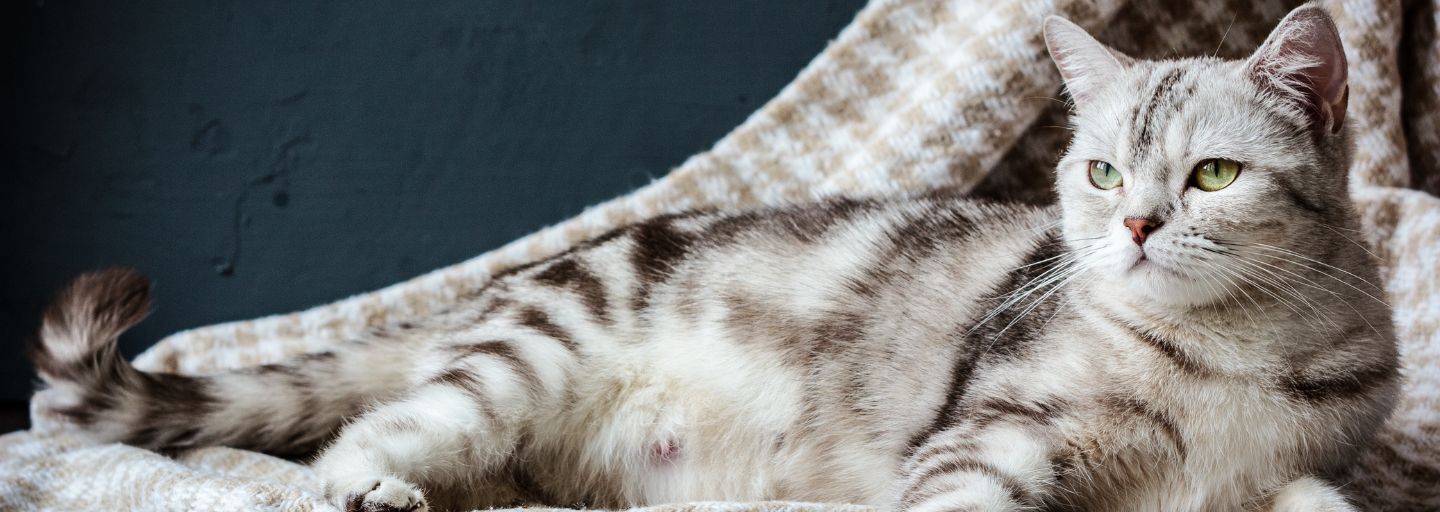 pregnant cat