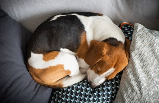 dog asleep in a ball