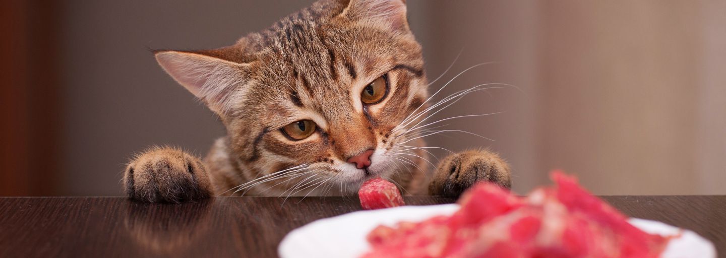 Grain-Free Diet for Cats