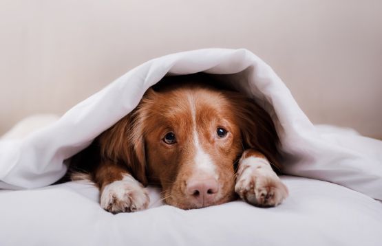 Dog under blanket