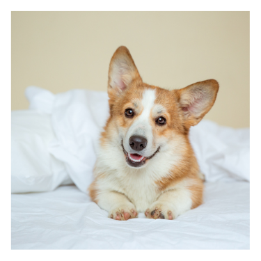 corgi smiling 