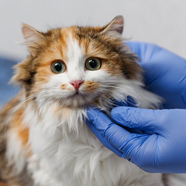 Cat meeting with a vet