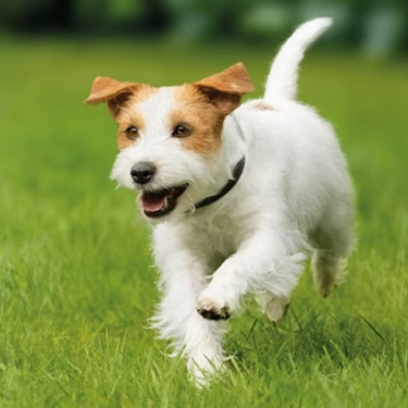 Supercoat - dog running on grass