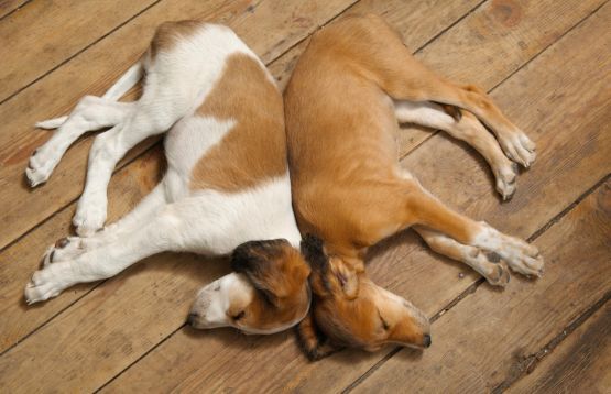 Dogs sleeping back to back
