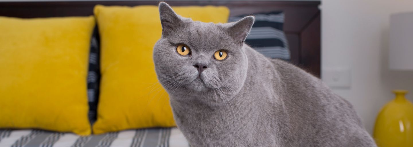 Cat sitting on bed.