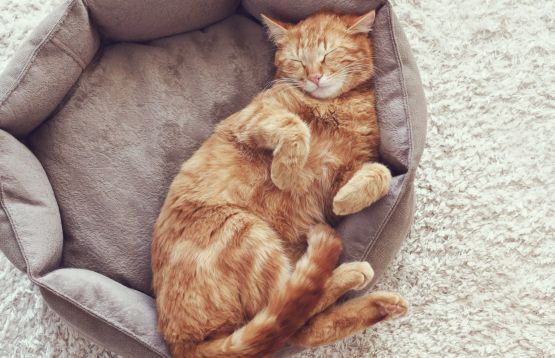 cat sleeping belly up