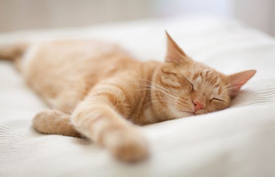 cat sleeping