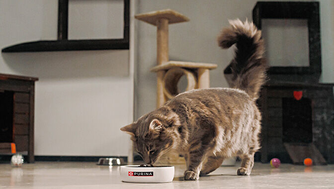 Cat eating from a Purina bowl