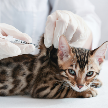 Cat receiving a vaccination jab by a vet 