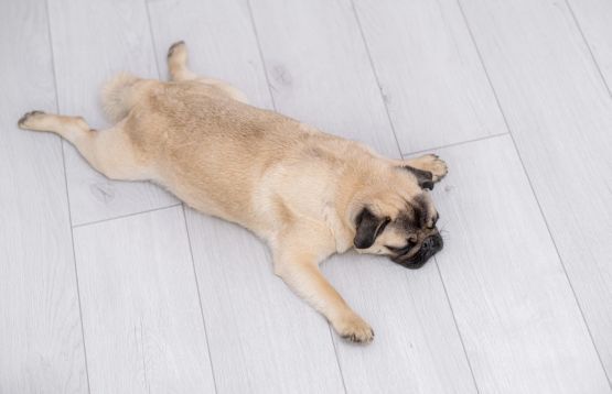 dog sleeping flat on floor