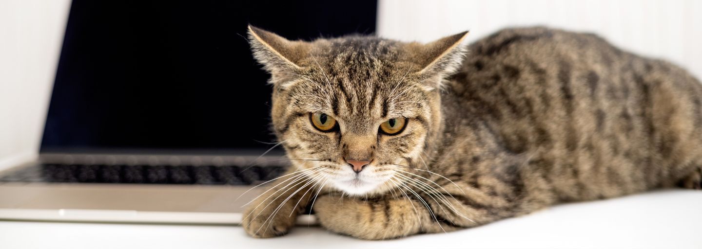 Cat lying down with angry facial expressions.