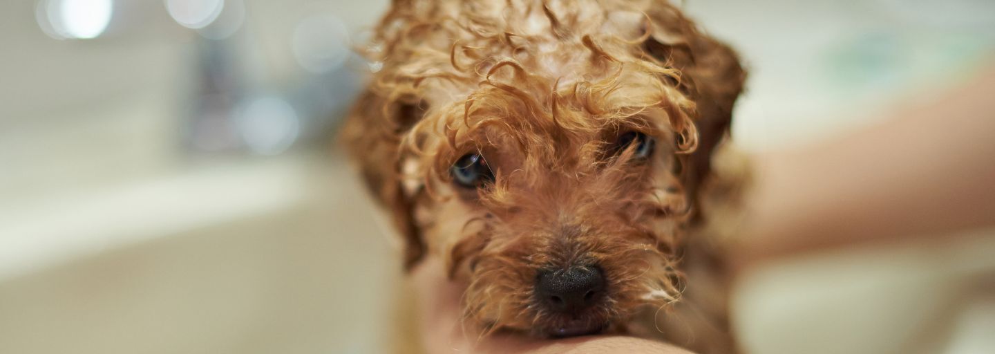 Puppy being washed