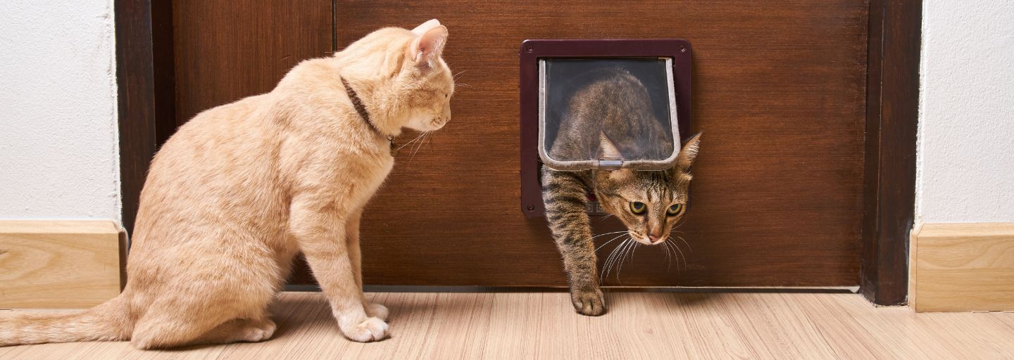 Cat walking through the cat flap door.