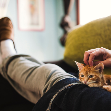 Kitten snuggled atop of man lying on couch.