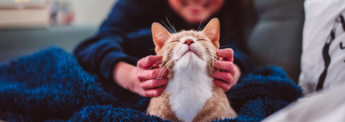 Cat being scratched by its owner