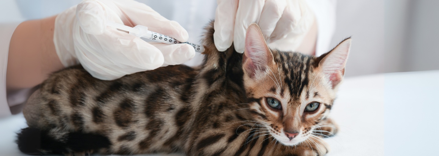 Kitten receiving a vaccination jab from a vet 