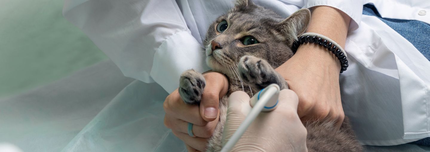 Cat Pregnancy Signs