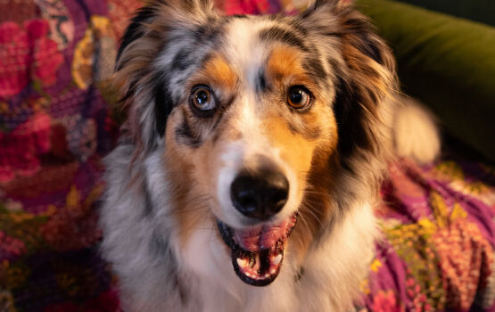 Cute dog smiling with mouth wide open