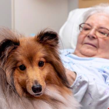 Delta therapy dog with a patient on bed