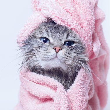 Kitten wrapped in towel after bathing.