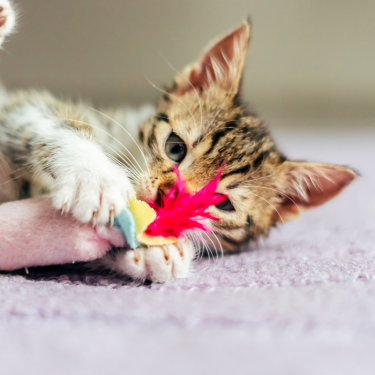 Kitten playing with a feather toy.