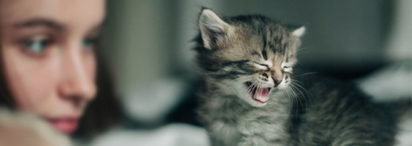 Kitten gagging by its owner