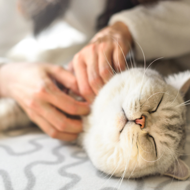 Cat lying on the floor while being scratched by owner