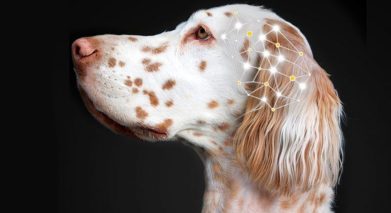 Dog with geometric lines shaped like a brain