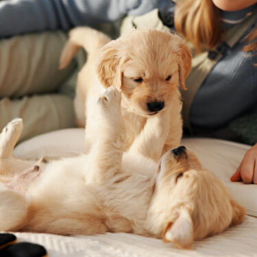 Boy playing with puppy at home.