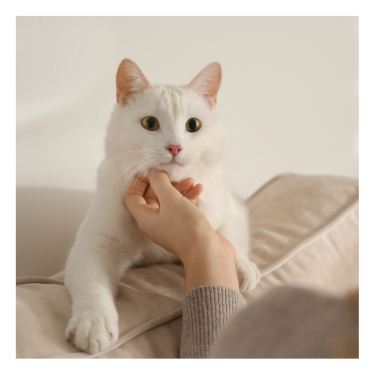 Cat sitting on the couch