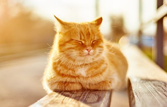 cat sleeping like a loaf