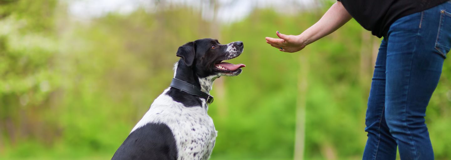 Basic Dog Commands