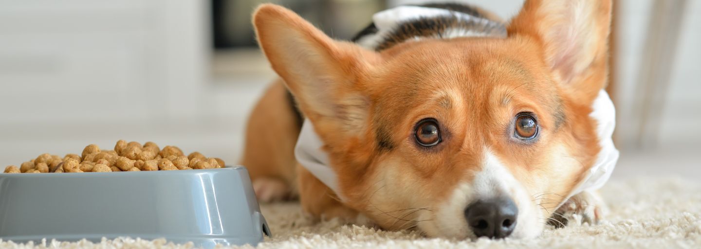 Should I Put My Dog on a Diet?
