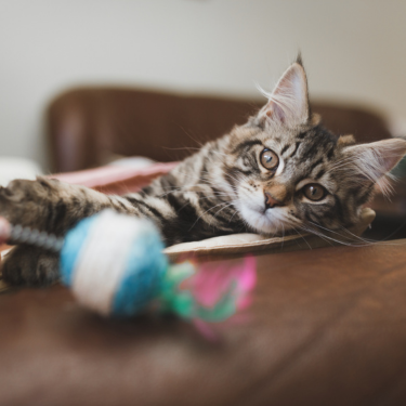 Owner scratching cat's face