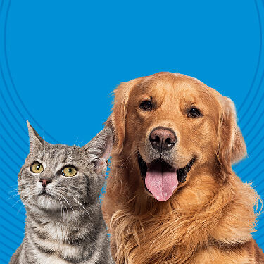 Total Care - Cat and Dog together