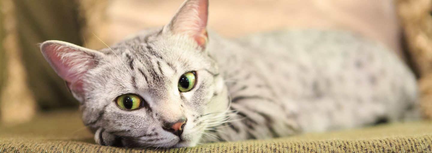 Silver egyptian mau cat laying on the sofa. 