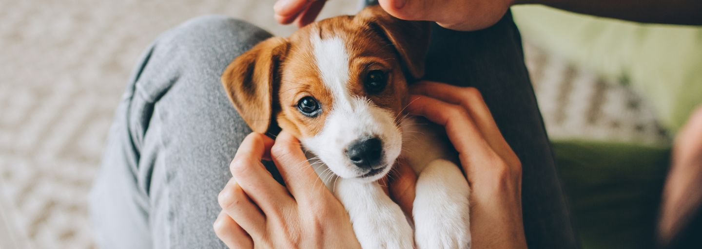 cute puppy