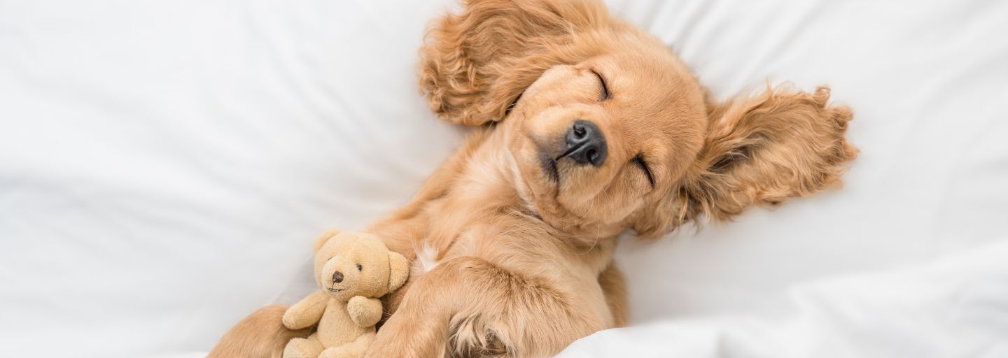 DOG SLEEPING IN BED